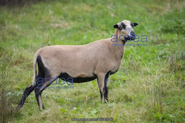 : Cameroon Sheep - adult ewe - Germany : Cameroon Sheep - adult ewe - Germany