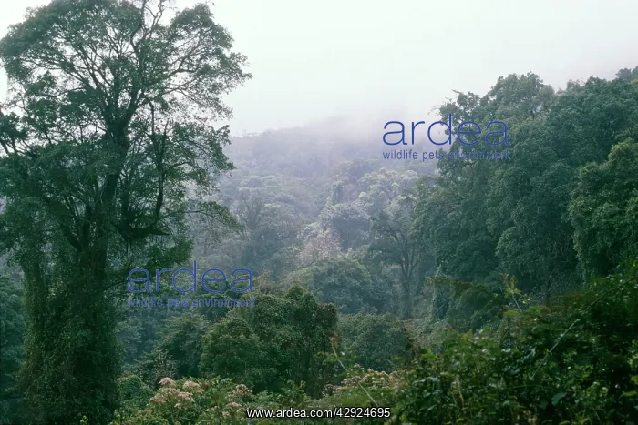 : Cameroon West Africa : Cameroon West Africa