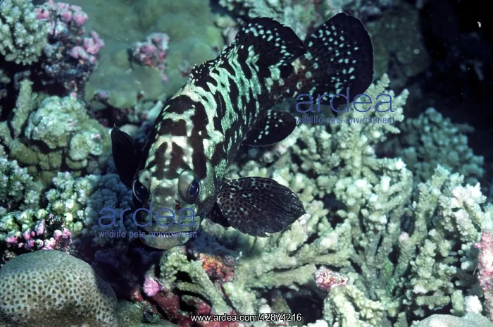 : Camouflage Rockcod : Camouflage Rockcod