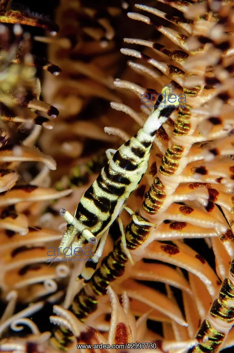 : Camouflaged Commensal Shrimp - on Crinoid, Comatulida : Camouflaged Commensal Shrimp - on Crinoid, Comatulida