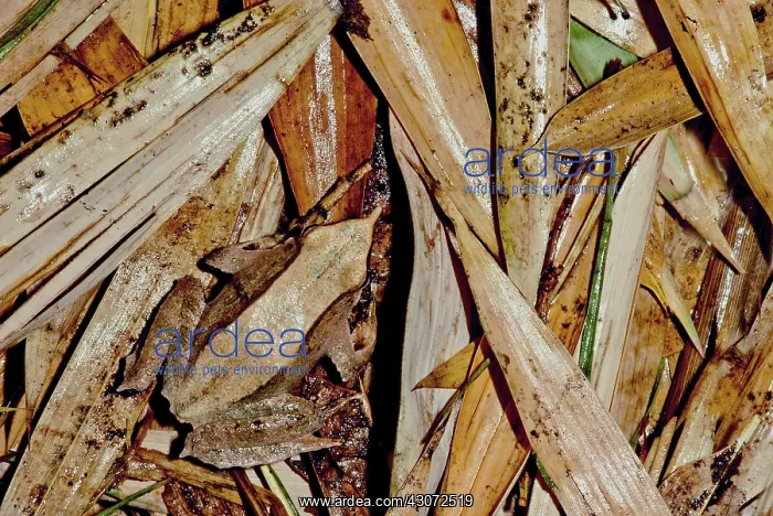 : Camouflaged Darwin's frog : Camouflaged Darwin's frog