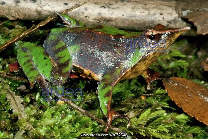 : Camouflaged Darwin's frog : Camouflaged Darwin's frog