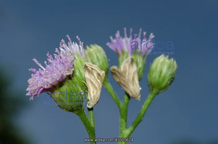 : Camouflaged Eublemma Moth - on Goatweed flower : Camouflaged Eublemma Moth - on Goatweed flower
