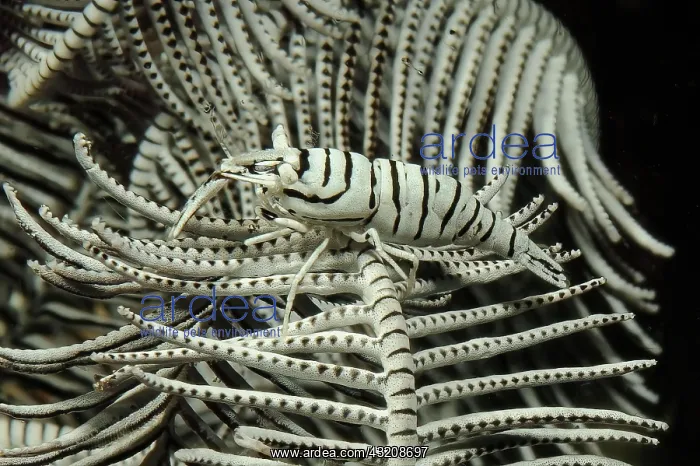 : Camouflaged feather star (Crinoidea) shrimp (Periclimenes : Camouflaged feather star (Crinoidea) shrimp (Periclimenes