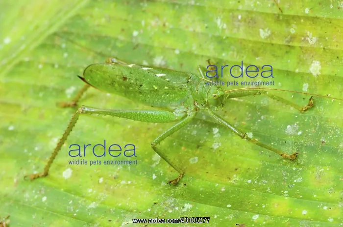 : Camouflaged Katydid : Camouflaged Katydid