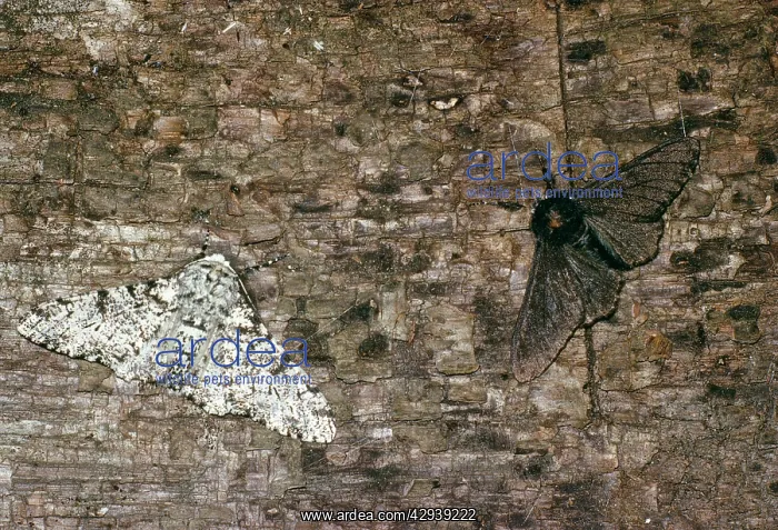 : CAMOUFLAGED PEPPERED MOTH - Melanic and Typical Form : CAMOUFLAGED PEPPERED MOTH - Melanic and Typical Form