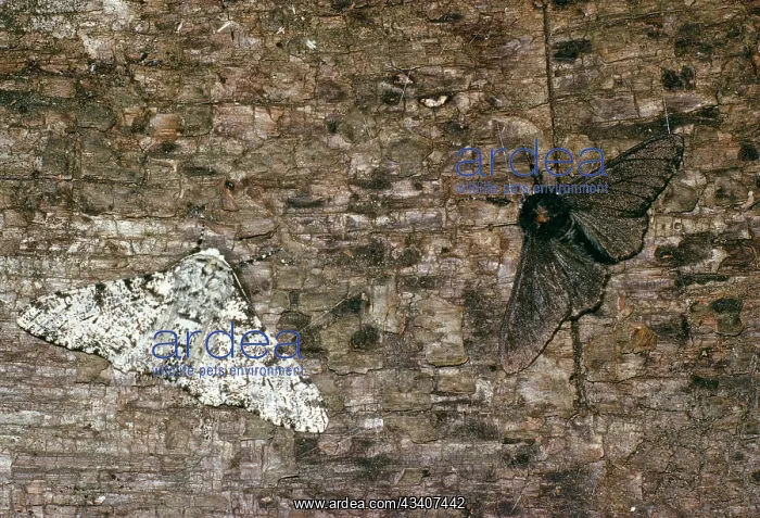 : CAMOUFLAGED PEPPERED MOTH - Melanic and Typical Form : CAMOUFLAGED PEPPERED MOTH - Melanic and Typical Form