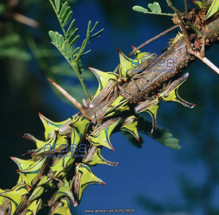 : Camouflaged THORNBUGS / Thorn Treehopper - group on branch : Camouflaged THORNBUGS / Thorn Treehopper - group on branch