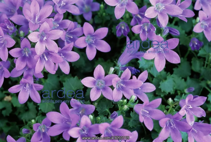: Campanula, Bellflower, Campanula poscharskyana : Campanula, Bellflower, Campanula poscharskyana