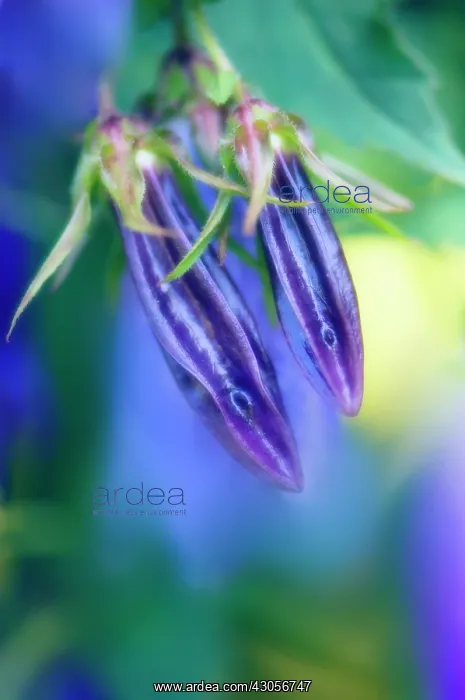 : Campanula, Bellflower, Campanula rapunculoides : Campanula, Bellflower, Campanula rapunculoides