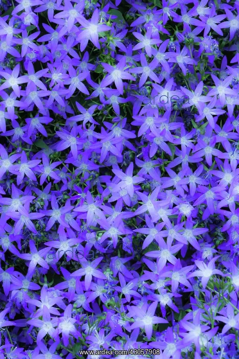 : Campanula, Bellflower, Campanula poscharskyana : Campanula, Bellflower, Campanula poscharskyana