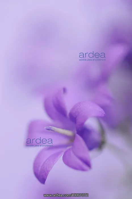 : Campanula, Campanula isophylla, Bellflower, Italian bellflower : Campanula, Campanula isophylla, Bellflower, Italian bellflower