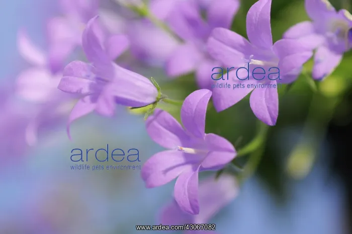 : Campanula, Campanula isophylla, Bellflower, Italian bellflower : Campanula, Campanula isophylla, Bellflower, Italian bellflower