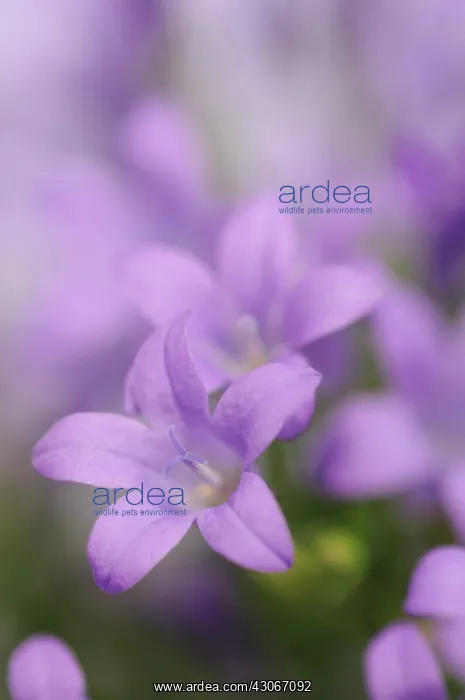 : Campanula, Campanula isophylla, Bellflower, Italian bellflower : Campanula, Campanula isophylla, Bellflower, Italian bellflower