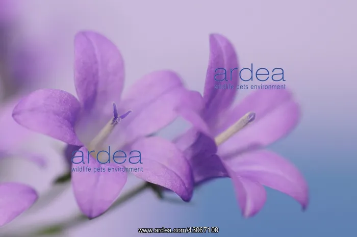 : Campanula, Campanula isophylla, Bellflower, Italian bellflower : Campanula, Campanula isophylla, Bellflower, Italian bellflower