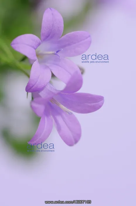 : Campanula, Campanula isophylla, Bellflower, Italian bellflower : Campanula, Campanula isophylla, Bellflower, Italian bellflower