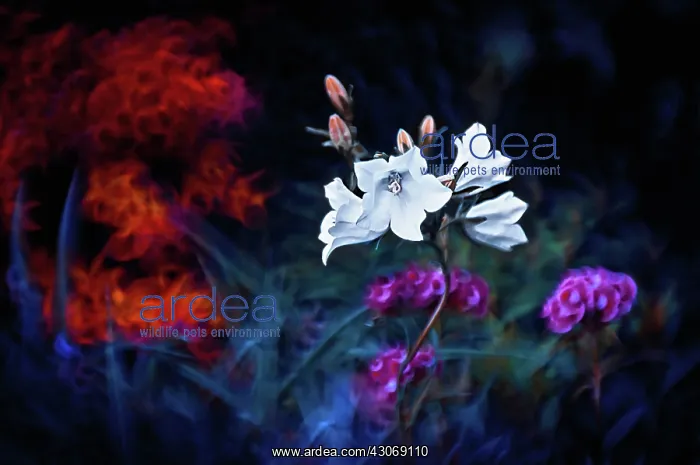 : Campanula, Bellflower : Campanula, Bellflower