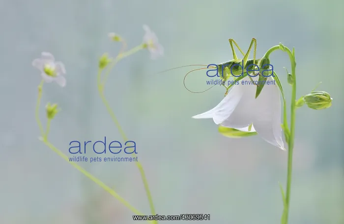 : Campanula, Bellflower : Campanula, Bellflower