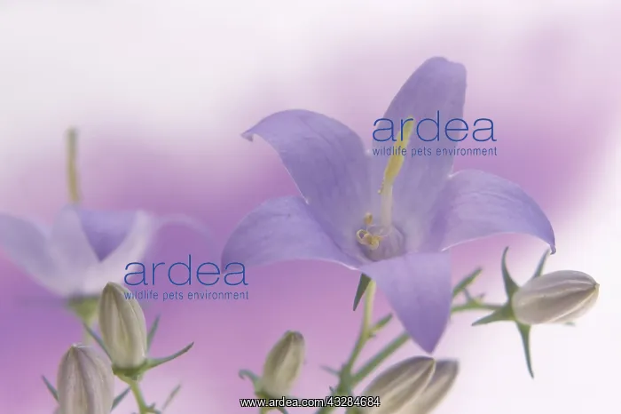 : Campanula, Bellflower, Campanula latifolia, Close : Campanula, Bellflower, Campanula latifolia, Close
