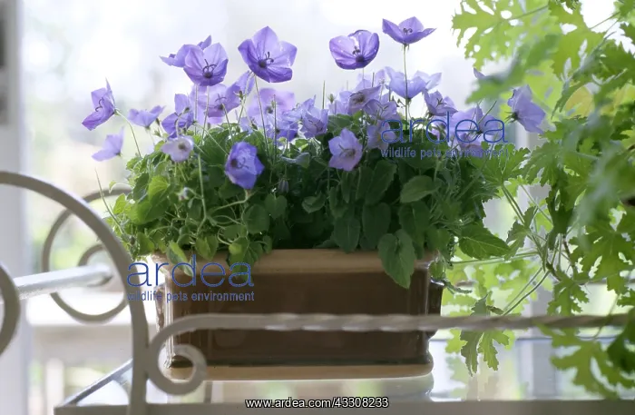 : CAMPANULA - indoors : CAMPANULA - indoors