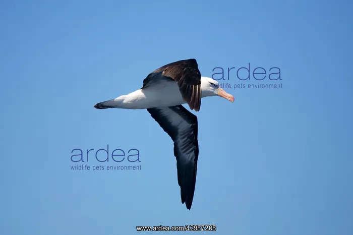 : Campbell Albatross / Black-browed Albatross / Black-browed : Campbell Albatross / Black-browed Albatross / Black-browed