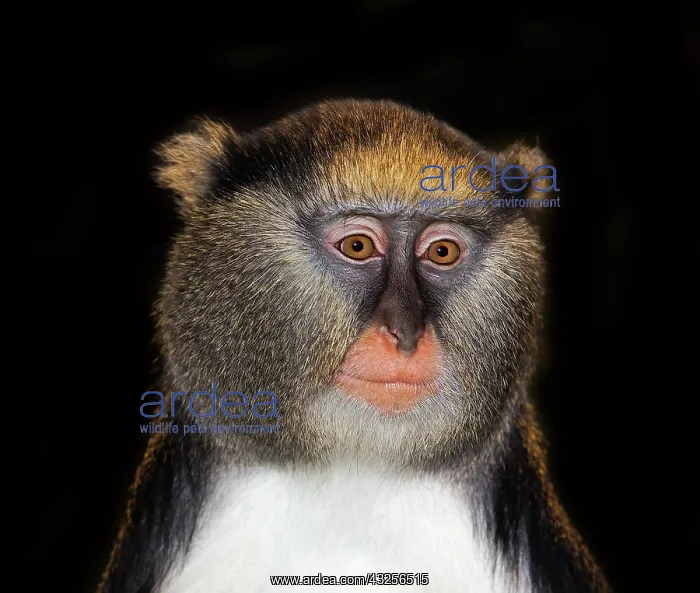 : CAMPBELL'S MONKEY (cercopithecus campbelli), PORTRAIT : CAMPBELL'S MONKEY (cercopithecus campbelli), PORTRAIT