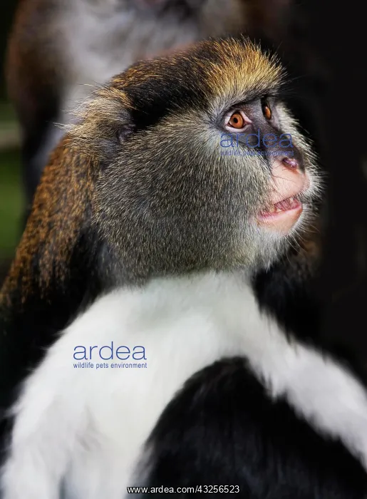 : CAMPBELL'S MONKEY (cercopithecus campbelli), ADULT : CAMPBELL'S MONKEY (cercopithecus campbelli), ADULT