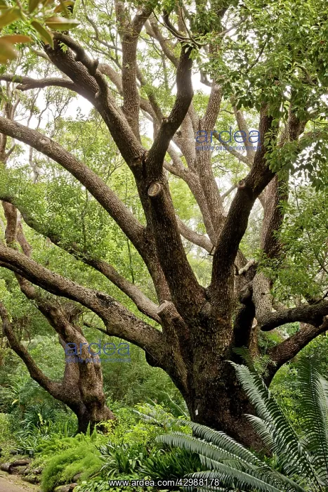 : Camphor / Camphor Laurel Tree : Camphor / Camphor Laurel Tree