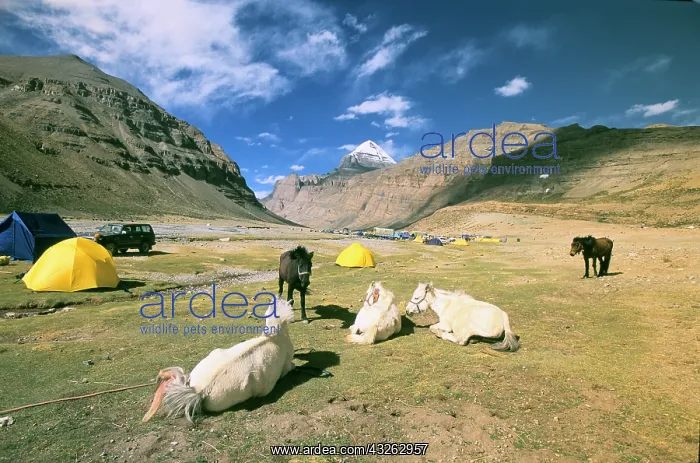 : Camping at Mt. Kailash : Camping at Mt. Kailash