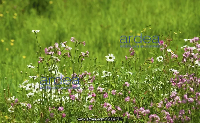 : Campion, red, Silene dioica : Campion, red, Silene dioica