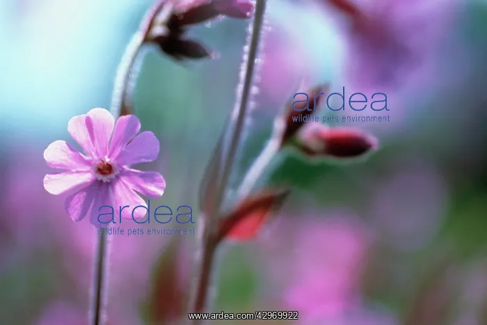 : Campion, red, Silene dioica : Campion, red, Silene dioica