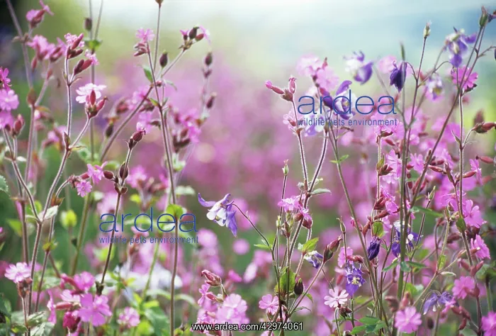 : Campion, Lychnis flos-jovis : Campion, Lychnis flos-jovis