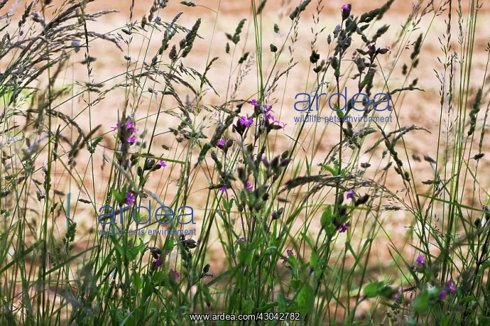 : Campion, red, Silene dioica : Campion, red, Silene dioica