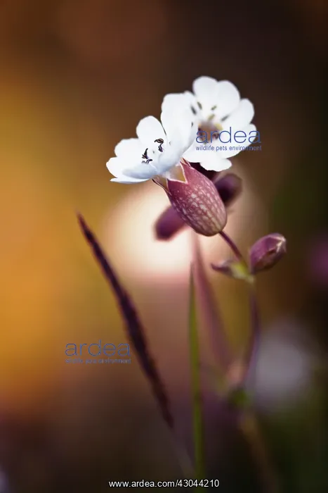: Campion, white, Silene latifolia : Campion, white, Silene latifolia