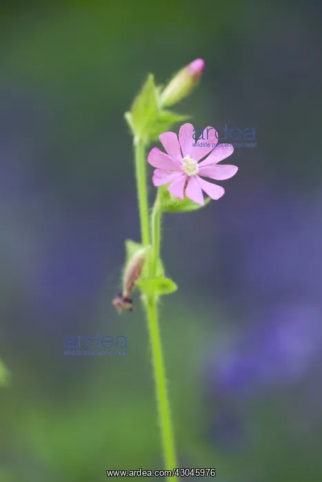 : Campion, red, Silene dioica : Campion, red, Silene dioica