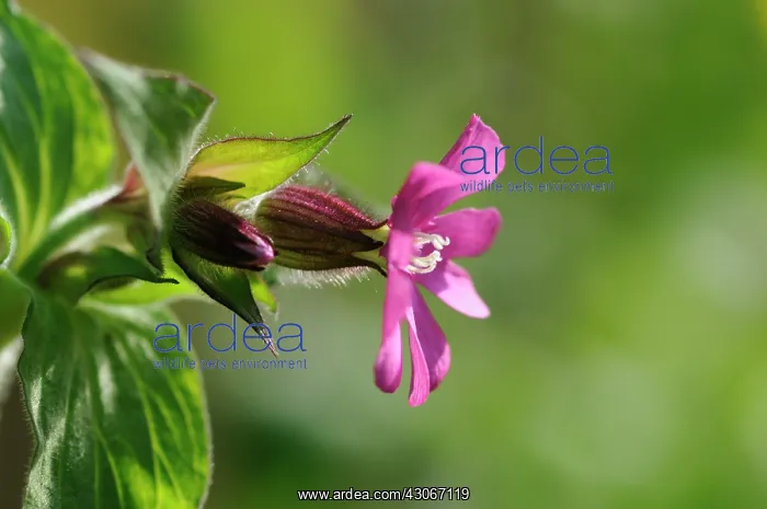 : Campion, Silene dioica : Campion, Silene dioica