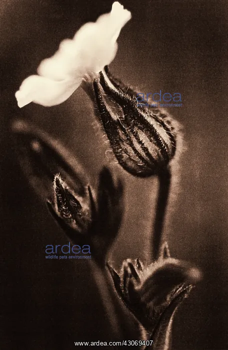 : Campion, white, Silene latifolia : Campion, white, Silene latifolia