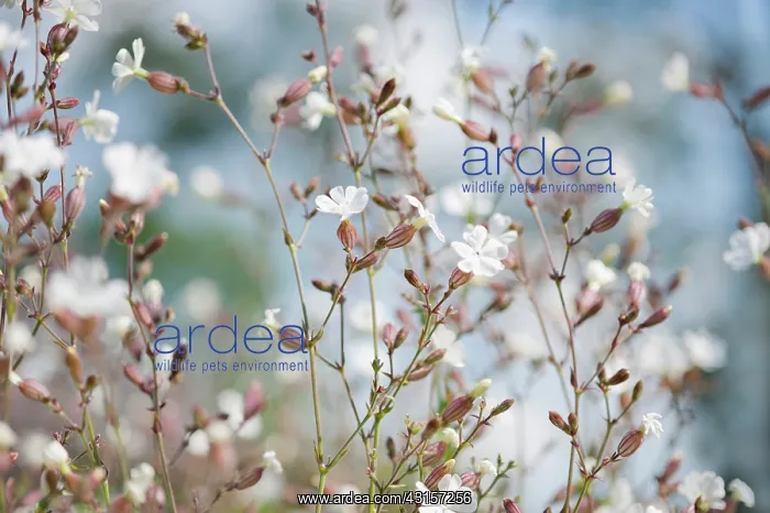: Campion, Lychnis flos-jovis. Side view of many slender : Campion, Lychnis flos-jovis. Side view of many slender