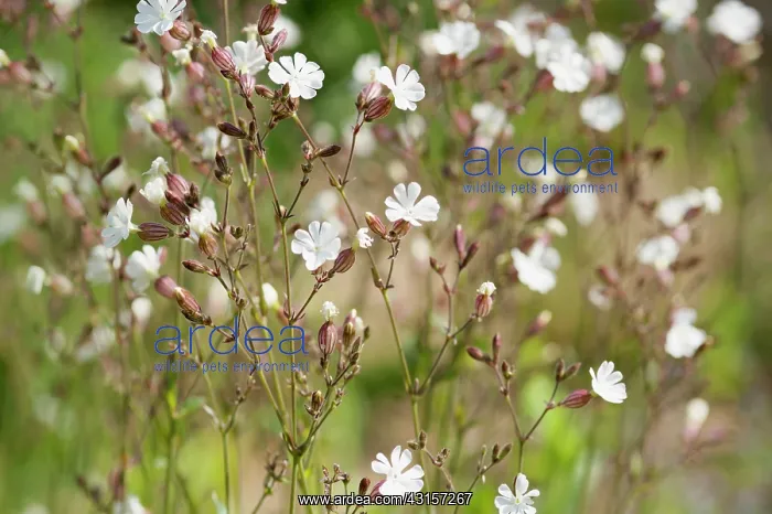 : Campion, Lychnis flos-jovis. Side view of many slender : Campion, Lychnis flos-jovis. Side view of many slender