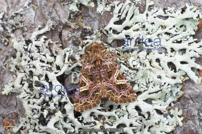 : The Campion Moth : The Campion Moth