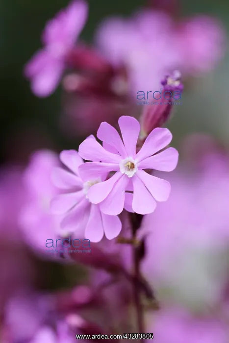 : Campion, Red, Silene dioica, Purple subject : Campion, Red, Silene dioica, Purple subject