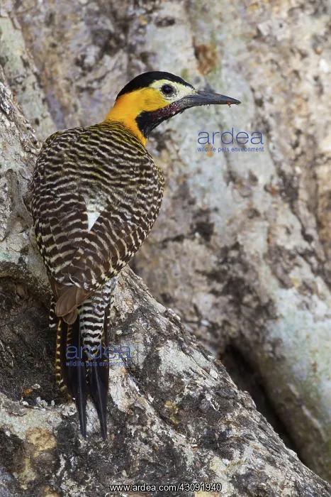 : Campo Flicker : Campo Flicker