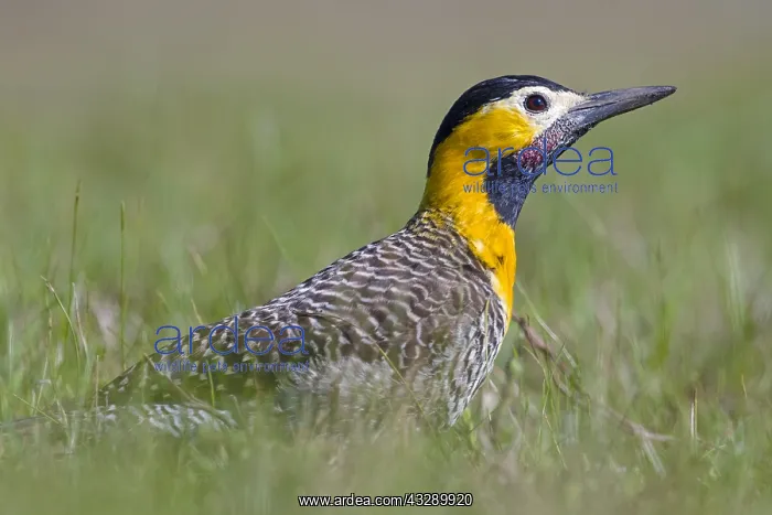 : Campo Flicker (Colaptes campestris) sitting in : Campo Flicker (Colaptes campestris) sitting in