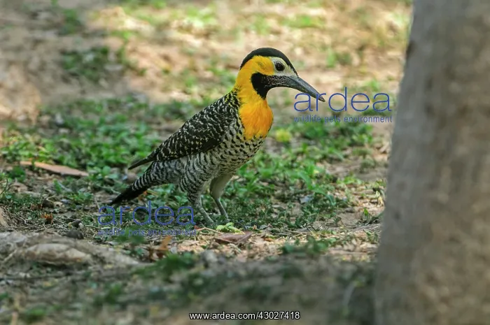 : Campo Flicker, Pantanal Wetlands, Mato Grosso, Brazil : Campo Flicker, Pantanal Wetlands, Mato Grosso, Brazil