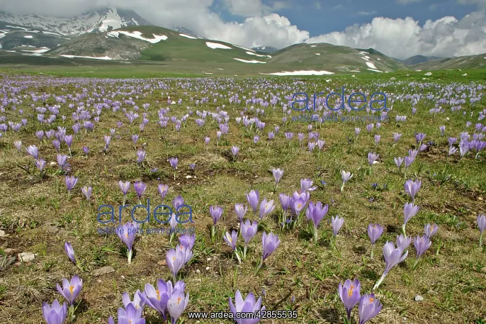: Campo Imperatore - carpet of blooming crocus in : Campo Imperatore - carpet of blooming crocus in