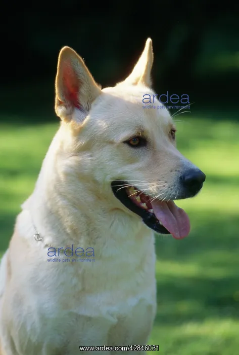  : Canaan Dog