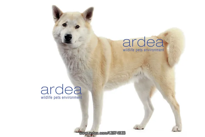  : Canaan Dog