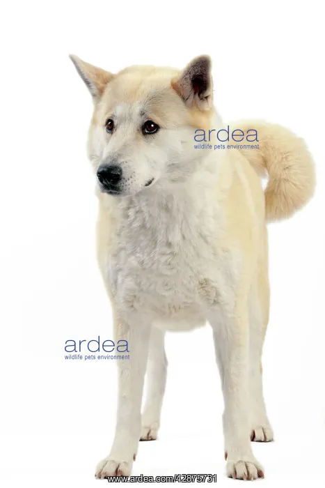  : Canaan Dog