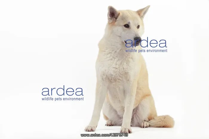  : Canaan Dog
