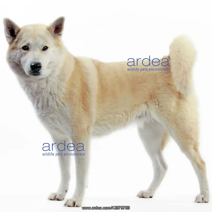  : Canaan Dog